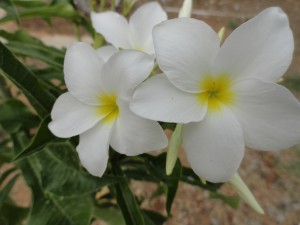 DSC00358