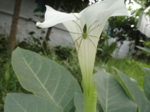 Spider_12