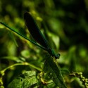 Damselfly