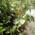 DAMSELFLY