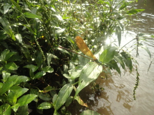 damselfly 