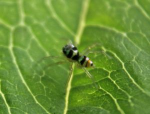 TinySpider2