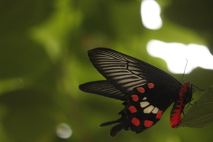 Butterfly - Blacknd Red a