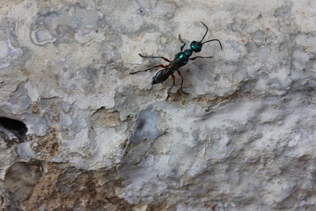 Emerald Wasp attacking Cockroach