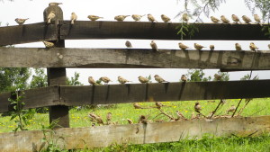 House Sparrows